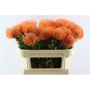 Leuco Ayoba Mandarin Zest
