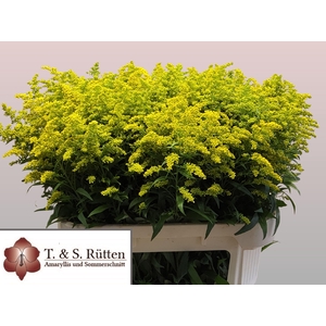 SOLI MARVELLOUS GOLD