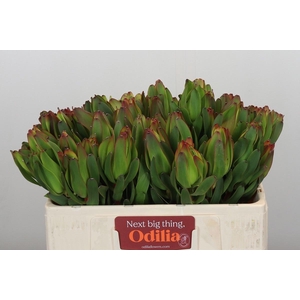 LEUCAD LAUREL YELLOW