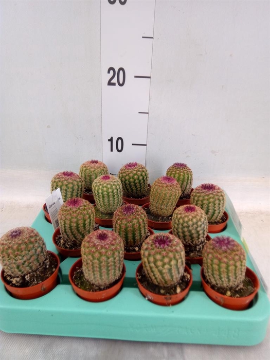 <h4>Cactus   ...</h4>
