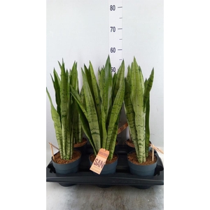 Sansevieria trifa.   ...