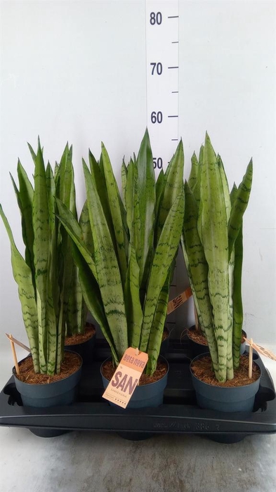 <h4>Sansevieria trifa. ...</h4>