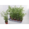 Chamaed Elegans