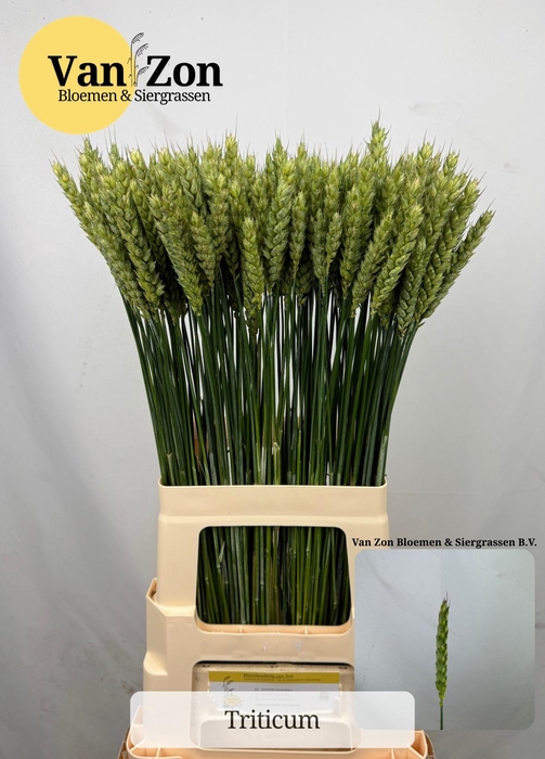 <h4>TRITICUM AESTIVUM</h4>