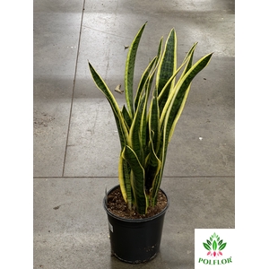 Sansevieria trifasciata Laurentii 24Ø 75cm 2pp