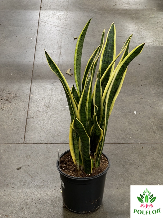 Sansevieria trifasciata Laurentii 24Ø 75cm 2pp