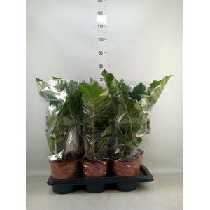 Alocasia  'Low Rider'