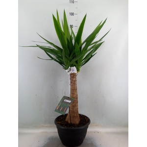 Yucca elephantipes   ...
