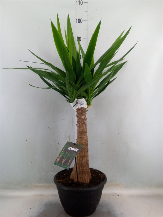 <h4>Yucca elephantipes   ...</h4>