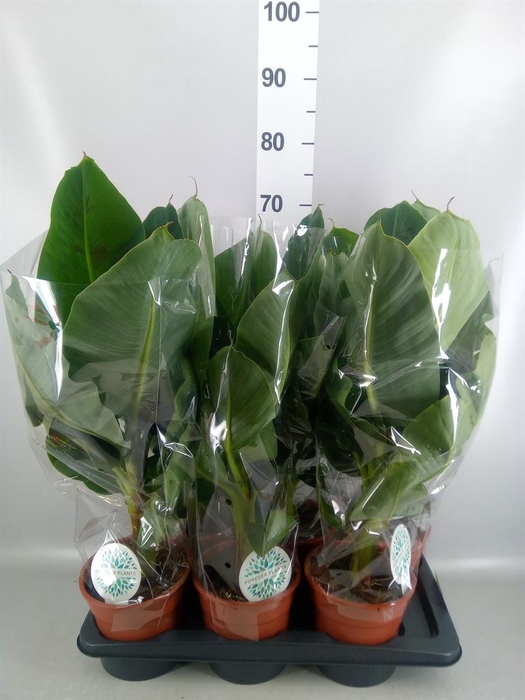 <h4>Musa  'Tropicana'</h4>