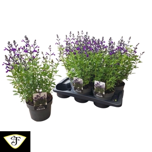 SALVIA GR MIRAG BLUE