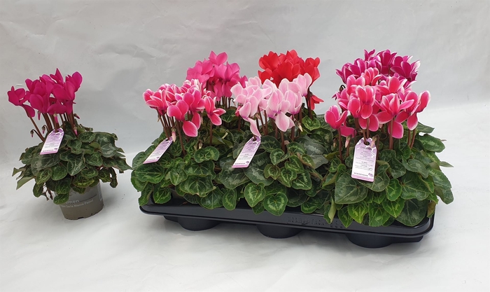 <h4>Cyclamen MD 'Macro'</h4>