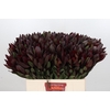 Leucadendron Saf Sunset Dark R.