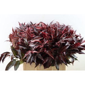 Leucothoe Rood