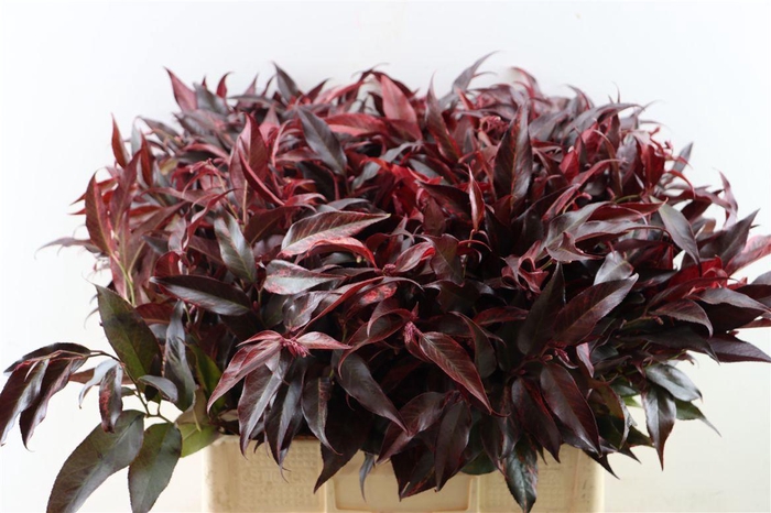 <h4>Leucothoe Rood</h4>