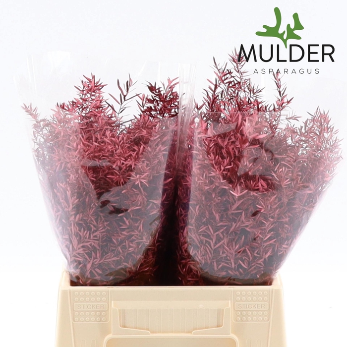 <h4>ASP KLB H% Cwebe Red metallic</h4>