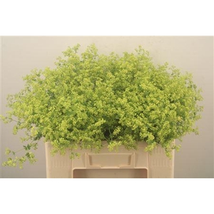 Alchemilla M Robustica