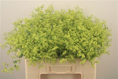 <h4>Alchemilla M Robustica</h4>