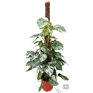 Monstera Deliciosa Variegata