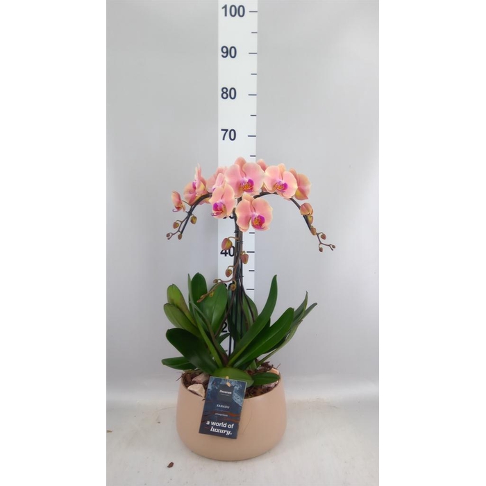 <h4>Arr.    Planten  H%</h4>