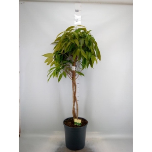 Ficus binn. 'Amstel King'