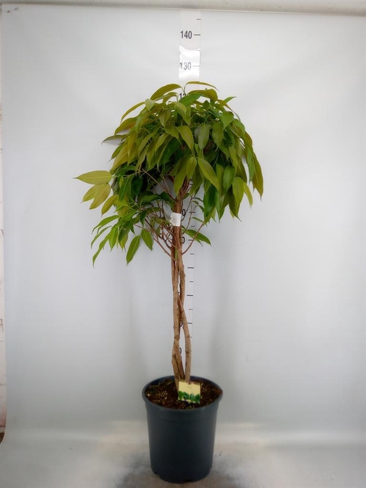<h4>Ficus binn. 'Amstel King'</h4>
