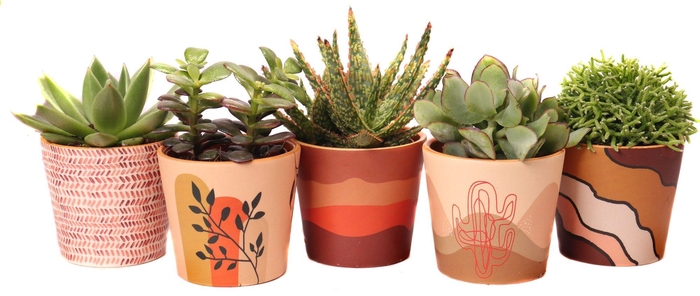 <h4>Succulent mix 8,5 cm in nevada sierpot</h4>