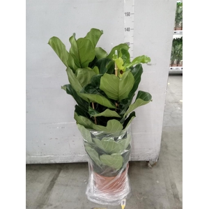 Ficus lyrata