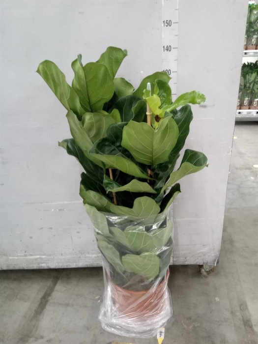 <h4>Ficus lyrata</h4>