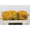 Kaaps Groen Lanug. yellow