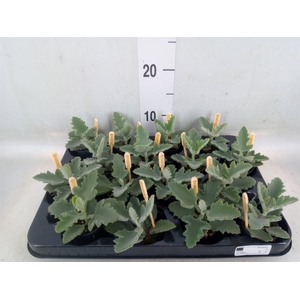 Kalanchoe NF beharensis