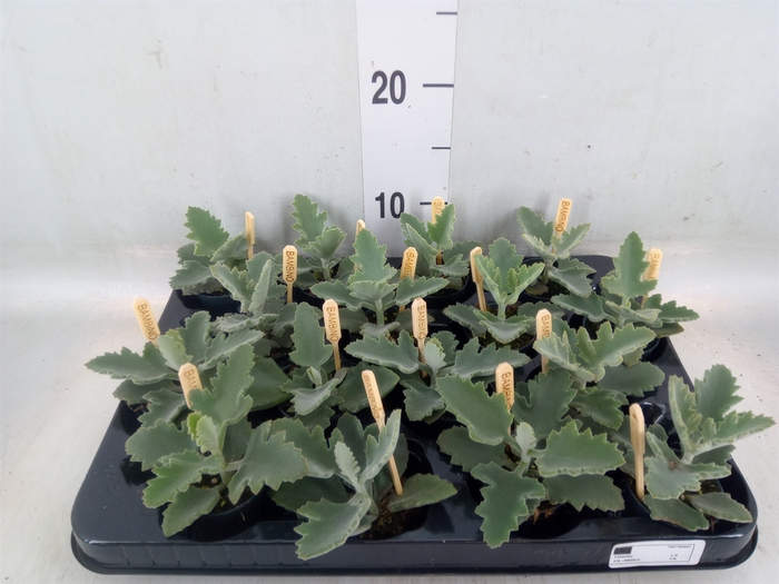 <h4>Kalanchoe NF beharensis</h4>
