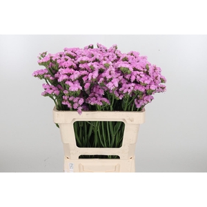 Lim S Rosel Su Birds