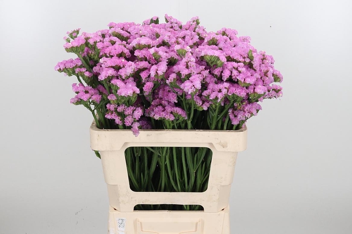 <h4>Lim S Rosel Su Birds</h4>