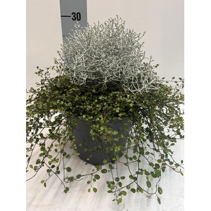 LEUCOPH BROWNII