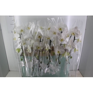 PHALAENOPSIS CASCATA ESPECIAL P15 BRANCO MIN 8 FLS