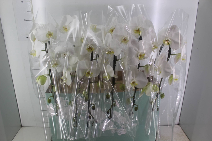 <h4>PHALAENOPSIS CASCATA ESPECIAL P15 BRANCO MIN 8 FLS</h4>