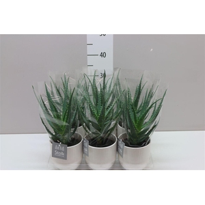 Aloe Arborescens Liv Keramiek