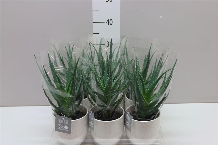 <h4>Aloe Arborescens Liv Keramiek</h4>