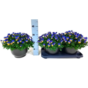 VIO CO EM YEL B J UP