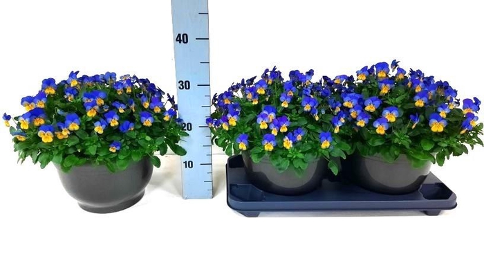 <h4>VIO CO EM YEL B J UP</h4>