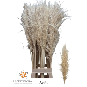 CORTADERIA SELL. 'EVITA'