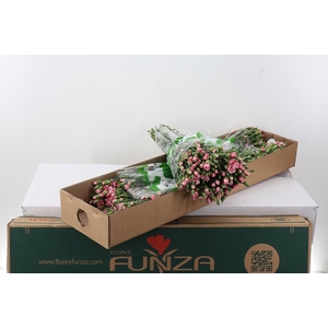 Di Tr Scarlette x20 Box