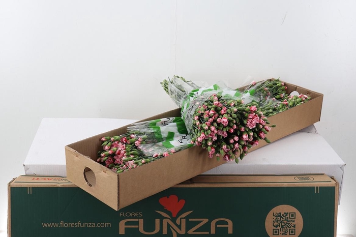 <h4>Di Tr Scarlette x20 Box</h4>