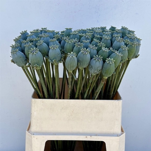 Papaver Som Zd