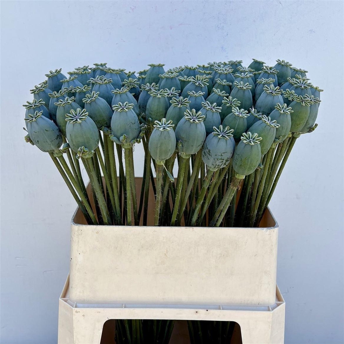 <h4>Papaver Som Zd</h4>