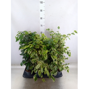 Ficus benja.   ...mix