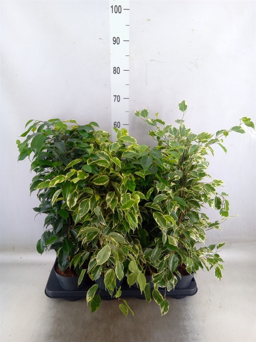<h4>Ficus benja.   ...mix</h4>