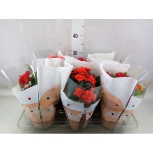 Begonia elat. DU   ...mix