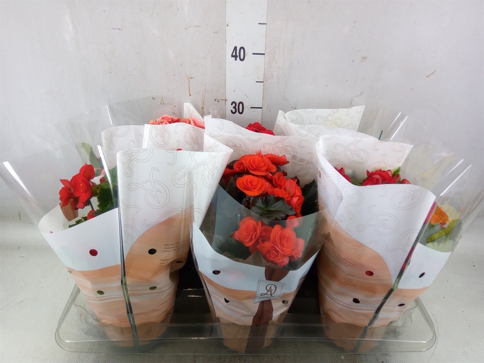 <h4>Begonia elat. DU   ...mix</h4>